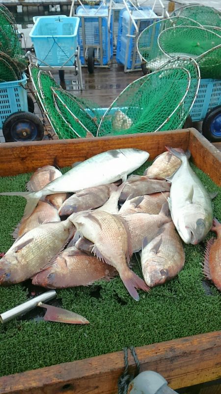 海の釣堀 海恵 釣果