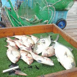 海の釣堀 海恵 釣果