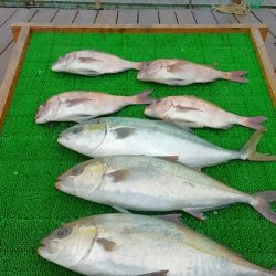 海の釣堀 海恵 釣果