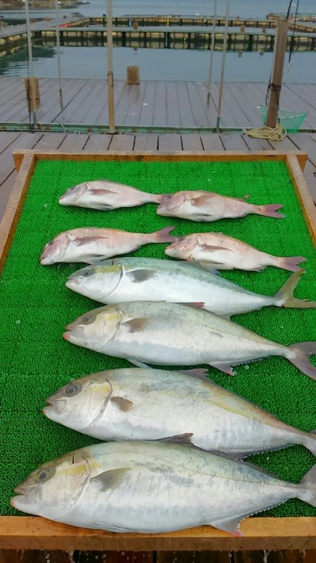 海の釣堀 海恵 釣果