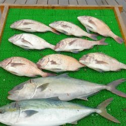 海の釣堀 海恵 釣果