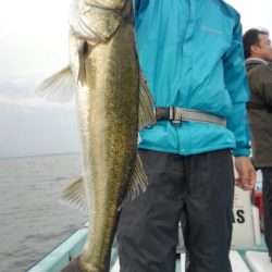 アマテラス 釣果