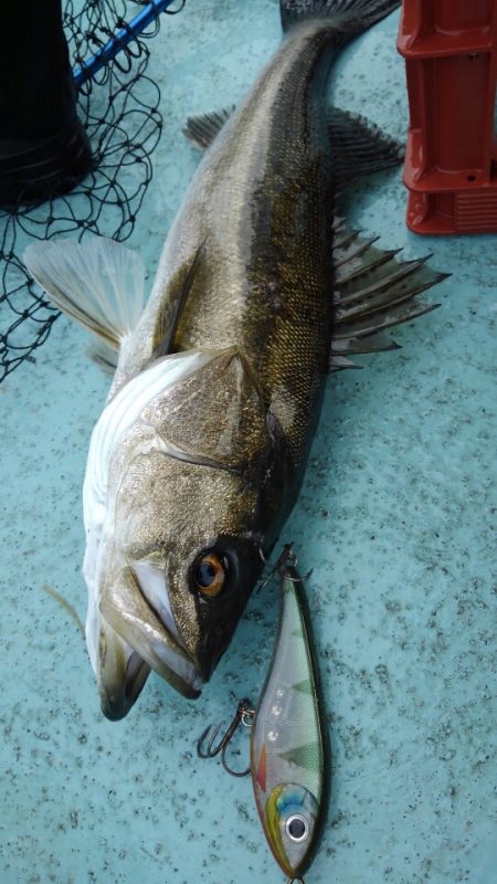 アマテラス 釣果