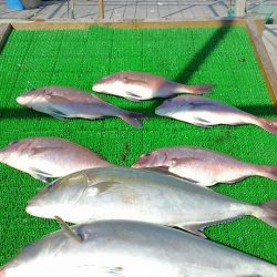 海の釣堀 海恵 釣果