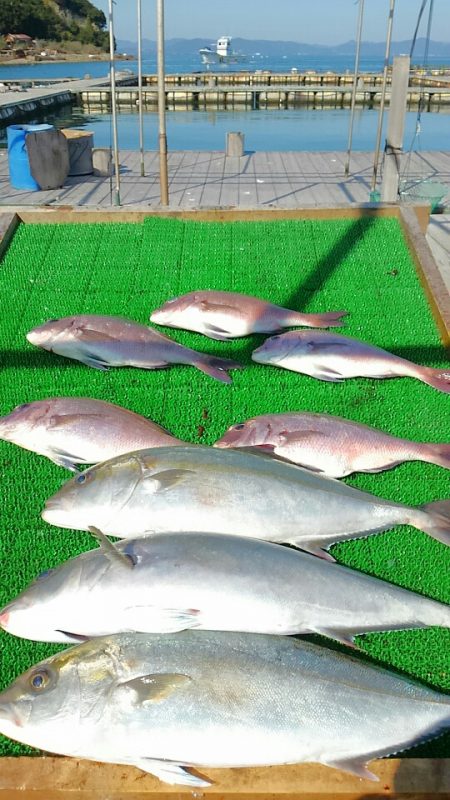 海の釣堀 海恵 釣果