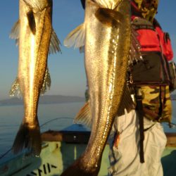 アマテラス 釣果