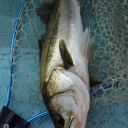 アマテラス 釣果