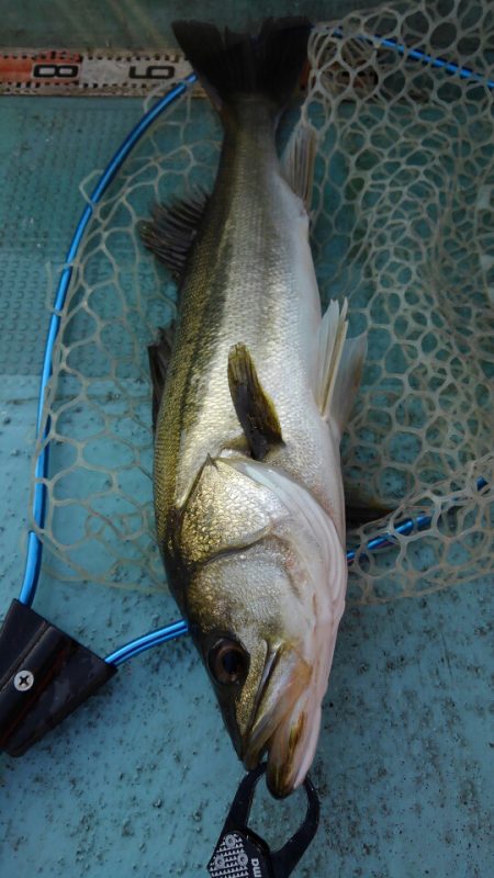 アマテラス 釣果