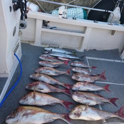 ARCADIAⅡ (アルカディアⅡ) 釣果