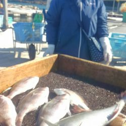 海の釣堀 海恵 釣果