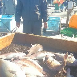 海の釣堀 海恵 釣果