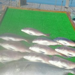 海の釣堀 海恵 釣果