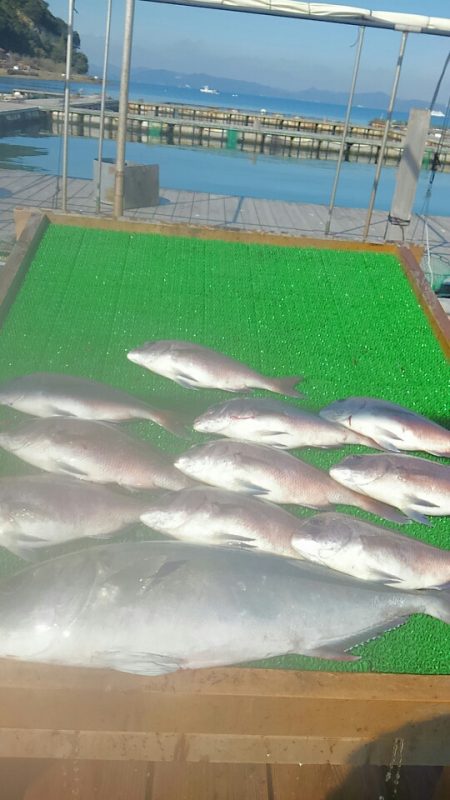 海の釣堀 海恵 釣果