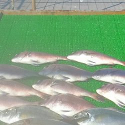 海の釣堀 海恵 釣果