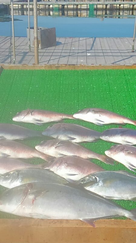 海の釣堀 海恵 釣果