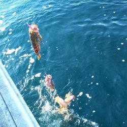 芳陽丸 釣果