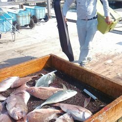 海の釣堀 海恵 釣果