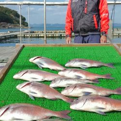 海の釣堀 海恵 釣果