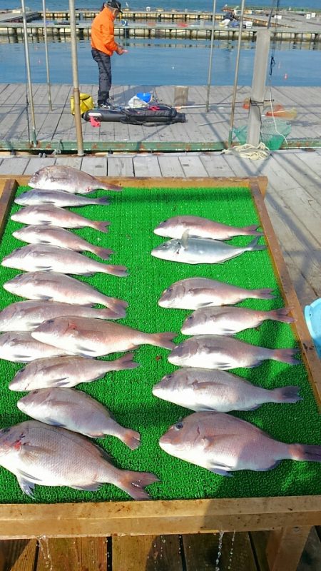 海の釣堀 海恵 釣果