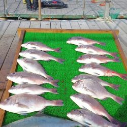 海の釣堀 海恵 釣果