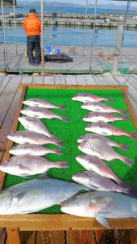海の釣堀 海恵 釣果