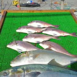 海の釣堀 海恵 釣果