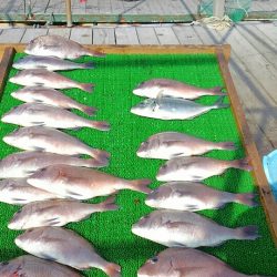 海の釣堀 海恵 釣果