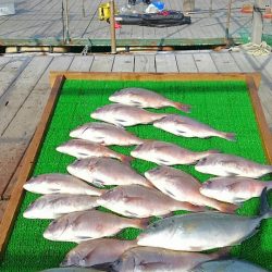 海の釣堀 海恵 釣果