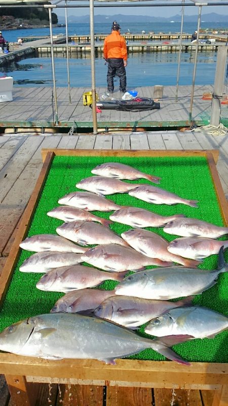 海の釣堀 海恵 釣果