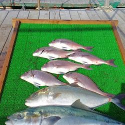 海の釣堀 海恵 釣果