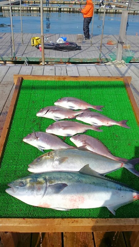 海の釣堀 海恵 釣果