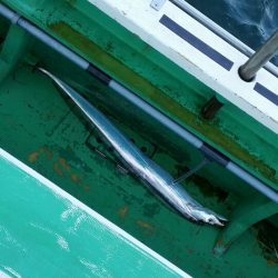 金沢八景鴨下丸 釣果