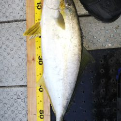 第二龍勢丸 釣果