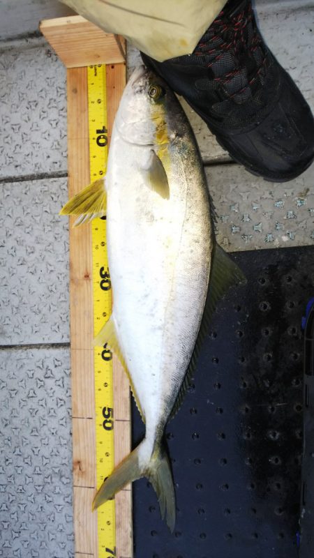 第二龍勢丸 釣果