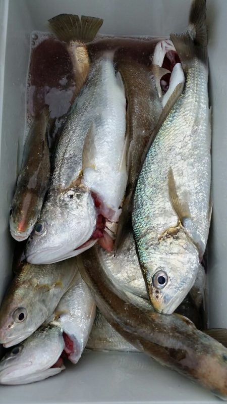 金沢八景鴨下丸 釣果