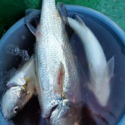 金沢八景鴨下丸 釣果