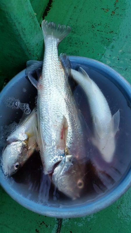 金沢八景鴨下丸 釣果