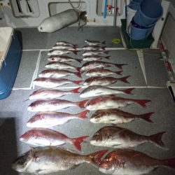 ARCADIAⅡ (アルカディアⅡ) 釣果