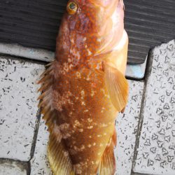 第二龍勢丸 釣果