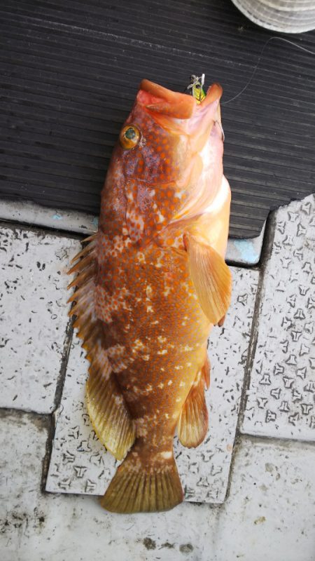 第二龍勢丸 釣果