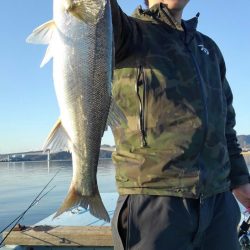 アマテラス 釣果