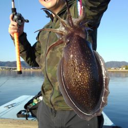 アマテラス 釣果