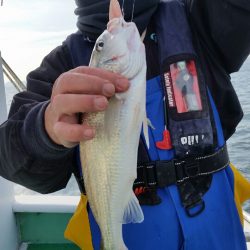 金沢八景鴨下丸 釣果