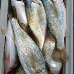 金沢八景鴨下丸 釣果