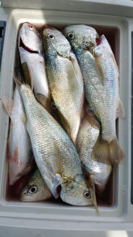 金沢八景鴨下丸 釣果