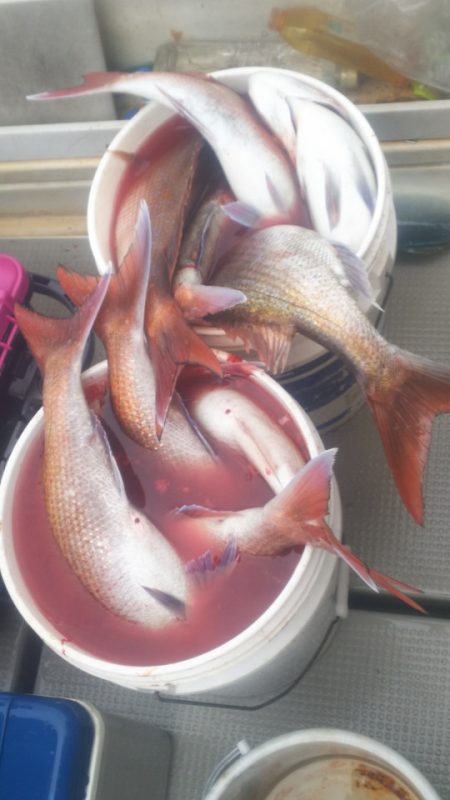 ブルドック 釣果