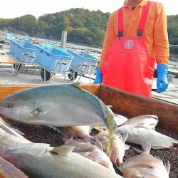 海の釣堀 海恵 釣果