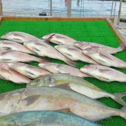 海の釣堀 海恵 釣果