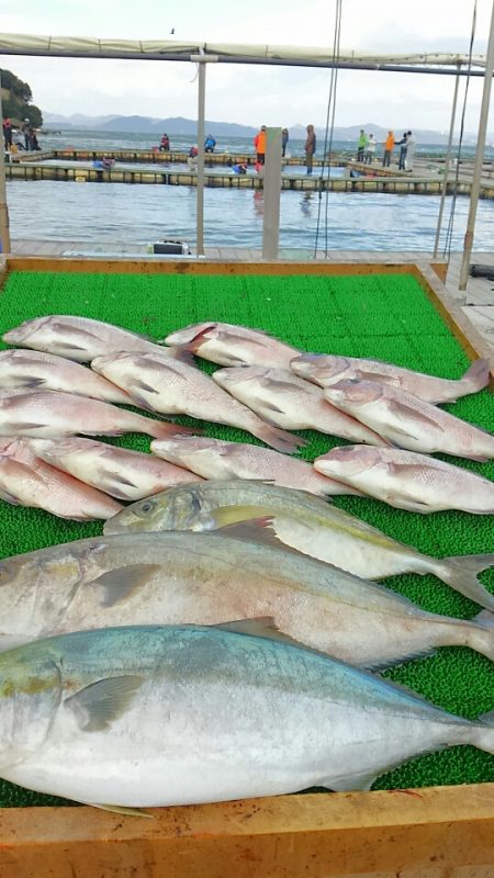 海の釣堀 海恵 釣果