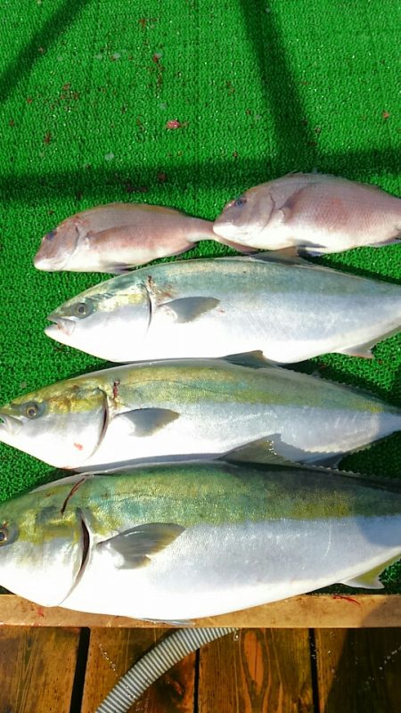 海の釣堀 海恵 釣果